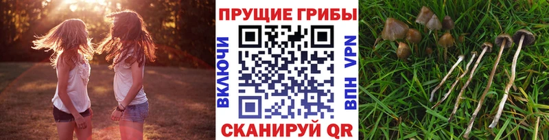Псилоцибиновые грибы мухоморы  Западная Двина 